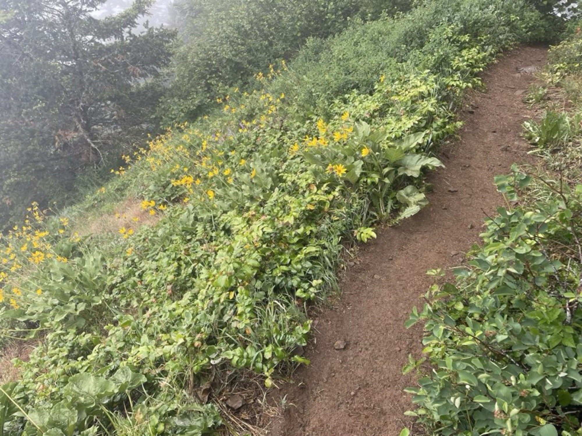Wild Flowers