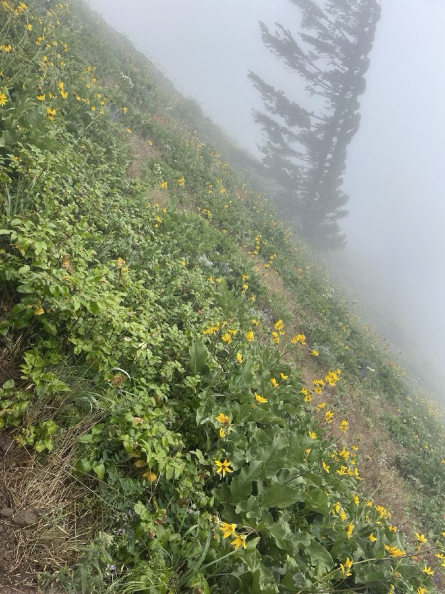 Wildflowers